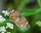 Phaon Crescent butterfly (Phyciodes phaon)