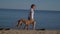 The pharaoh breed greyhound dog with the female owner plays and walks in nature. Seaside. Daytime blue sky. Friendship