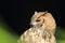 Pharaoh eagle-owl