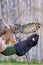 A Pharaoh eagle-owl Bubo ascalaphus flying to a trainer`s glove up close in United Arab Emirates