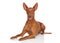 Pharaoh Hound