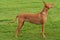 Pharaoh Hound