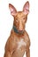 Pharaoh hound in collar on a white background