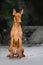 Pharaoh hound dog sit . ground and green on background