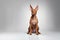 Pharaoh Hound Dog Sitting On A White Background