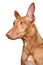 Pharaoh hound portrait