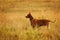 Pharaoh hound in profile