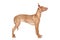 Pharaoh hound puppy in rack