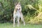 Pharaoh Hound Siberian Husky mixed breed dog