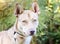 Pharaoh Hound Siberian Husky mixed breed dog