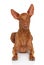 Pharaoh Hound on white