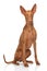 Pharaoh Hound on white