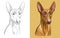 Pharaon dog vector illustration close up portrait