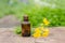 pharmaceutical bottle of medicine from Yellow flowers of Chelidonium majus, celandine, nipplewort, swallowwort or tetterwort on a