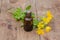 pharmaceutical bottle of medicine from Yellow flowers of Chelidonium majus, celandine, nipplewort, swallowwort or tetterwort on a