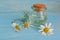Pharmaceutical chamomile tincture essential oil in little bottle. Fresh chamomile flowers. Blue background