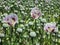 Pharmaceutical opium poppy field, Tasmania, Australia