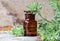 Pharmacy bottle with essential wormwood oil extract, tincture, infusion. Old wooden background.