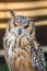 Pharoah-Eagle Owl Up Close