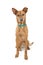 Pharoah Hound Crossbreed Dog