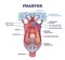 Pharynx or throat anatomical and medical oral structure outline diagram