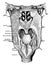 Pharynx, vintage illustration