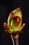 Phase of chestnut bud opening. Contrast appearance on dark background