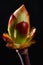 Phase of chestnut bud opening. Contrast appearance on dark background