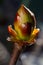 Phase of chestnut bud opening. Contrast appearance on dark background