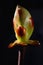 Phase of chestnut bud opening. Contrast appearance on dark background