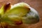 Phase of chestnut bud opening. Contrast appearance on wooden background