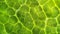 A phase contrast image of a leaf cell revealing the intricate network of s and stomata spread across its surface. The