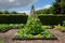 Phaseolus coccineus - Runner Bean - Vegtable Garden - UK