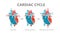 Phases of the cardiac cycle - diastole, atrial systole and atrial diastole. Circulation of blood through the heart