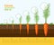 Phases of growth of a carrot in the garden. Growth, development and productivity of carrot. Growth stage. Distance between plants