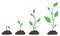 Phases of plant growing. Evolution from seed to big bush. Green sprout in ground. Seedling agriculture. Vector image