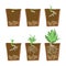 Phases of plant growth in the section. Germinate in land. Young sprouts lifting from good fertilizer soil. Stage of