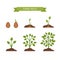 Phases plant growth. Sprout in the ground. Flat style, vector il