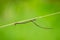 The Phasmatodea sitting on a branch