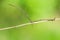 The Phasmatodea sitting on a branch