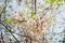 Phaya Sua flower,Prunus cerasoides,Prunus cerasoides