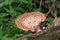 Pheasant Back Mushroom