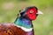 Pheasant bird in the countryside