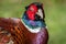 Pheasant bird in the countryside