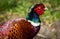 Pheasant bird in the countryside