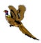 Pheasant bird flying up