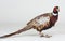 Pheasant bird stand on white background