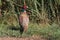 Pheasant in Bombay Hook National Wildlife Refuge