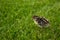Pheasant chick in green grass. Agriculture summer