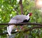 Pheasant chicken on tree